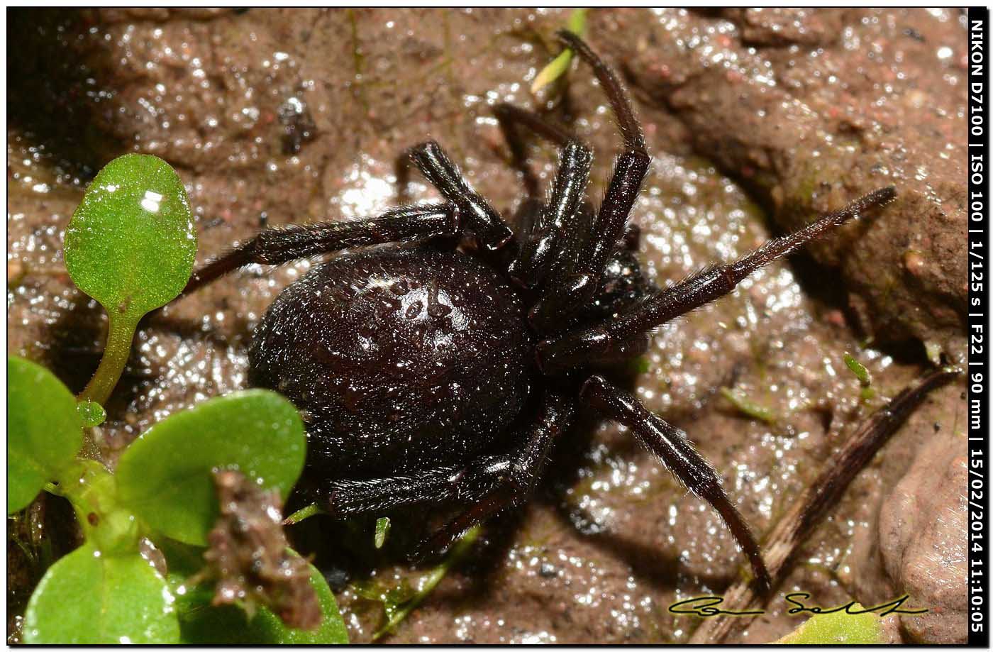 Steatoda paykulliana - Alghero (SS)